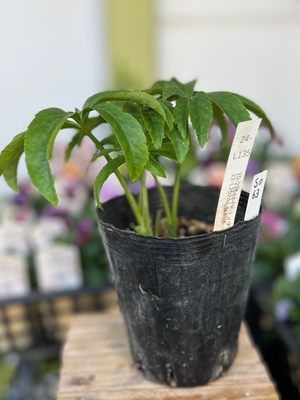 最新交配タグ苗）♂dd-桜利休&times;♀dd-PK（ピンク）リップ【So63】　24-L135