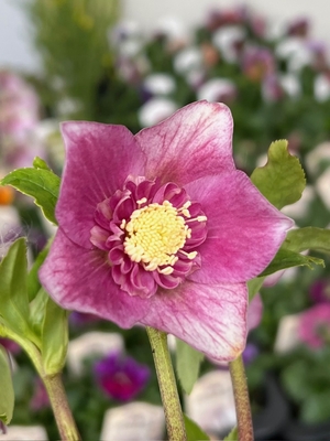 パステルピンクグラデーションエッジヌケsd【ka37】