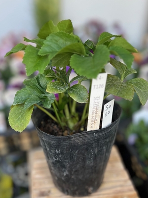 最新交配タグ苗）♂Tdd-pa（パープル）超多弁&times;♀多弁-pa爪白【So62】　24-T126