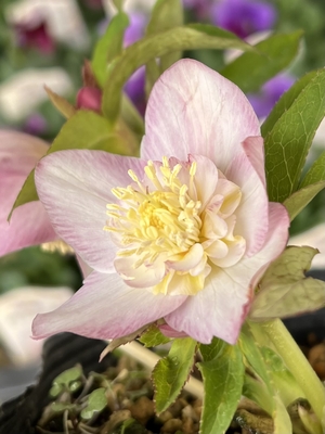 パステルベイングラゴールドsd【ka39】