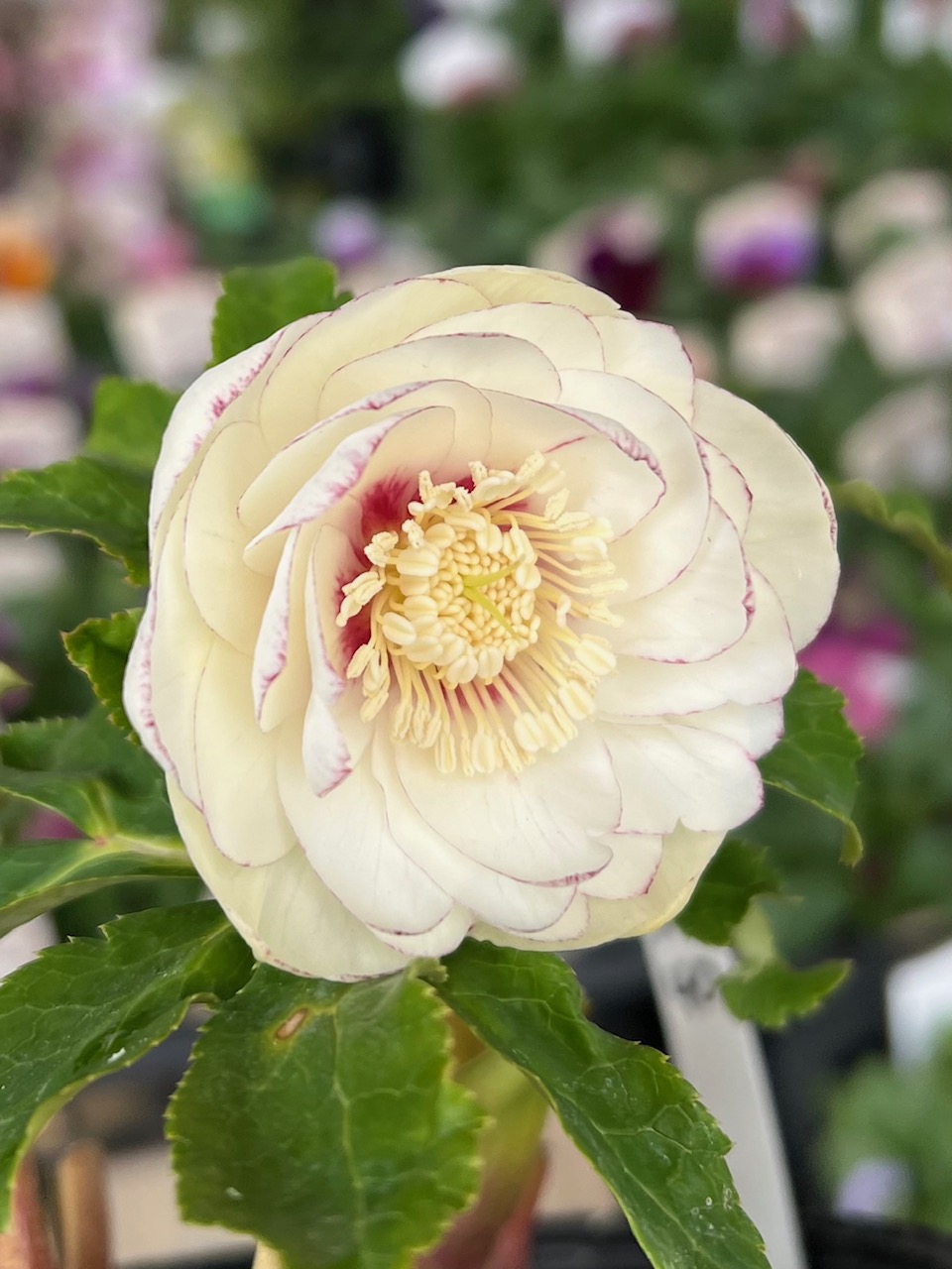 ホワイトゴールドストロベリーブラーフラッシュddタグ無し【ka40