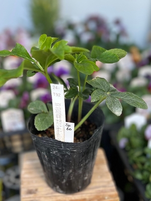 最新交配タグ苗）♂Tdd-糸ピコ整形VG10&times;♀Tdd-REV（リバーシブル）ネット【So60】　24-T92