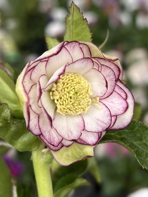 つぶらな瞳【ka42】