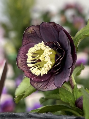 小輪ブラックsd【ka43】良い