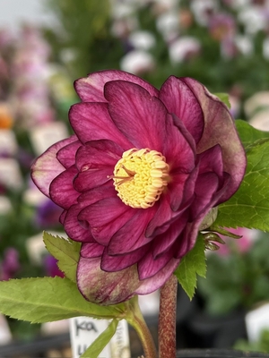 ラブパッション2025グロスメロン交配種【ka44】