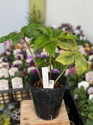 最新交配タグ苗）♂L?Gdd（ゴールドダブル）白金利休&times;♀Gdd-利休 【So56】　24-L75