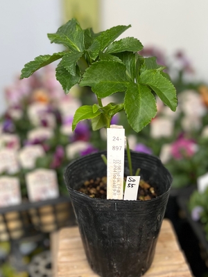 最新交配タグ苗）♂Tdd（多弁）-pa（パープル）超多弁&times;♀Tsd（多弁セミ）-pk（千重）【So55】　24-897