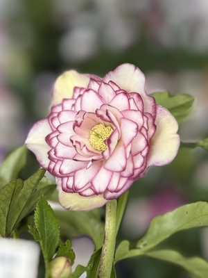 桜キティちゃん【ka47】