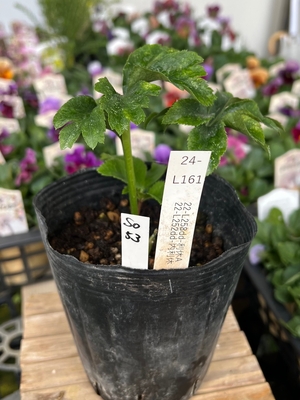 最新交配タグ苗）♂dd-内利休 &times;♀dd-利休A【So53】　24-L161