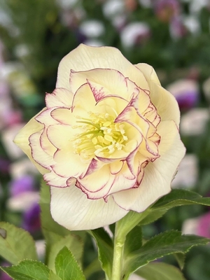 R弁ddレモンゴールド【ka48】