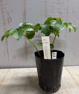 最新交配タグ苗）♂dd-白金利休&times;♀dd-糸ピコ利休【So42】　24-L158