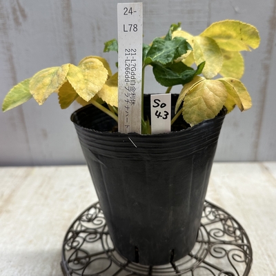 最新交配タグ苗）♂21-L266dd-プラチナハート&times;♀21-L?Gdd白金利休【So43】　24-L78