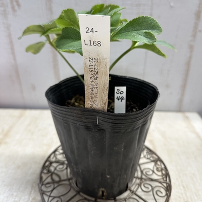 最新交配タグ苗）♂22-L199Tdd-利休多弁5VG&times;♀21-L229dd-糸ピコリップ【So44】　24-L168