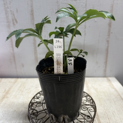 最新交配タグ苗）♂22-L286Tdd-利休VG&times;♀22-L117Tdd-wリップ【So45】　24-L196