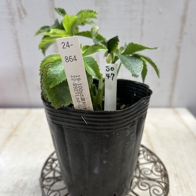 最新交配タグ苗）♂22-892TLsd-G&times;♀19-100sd濃利休【So47】　24-864