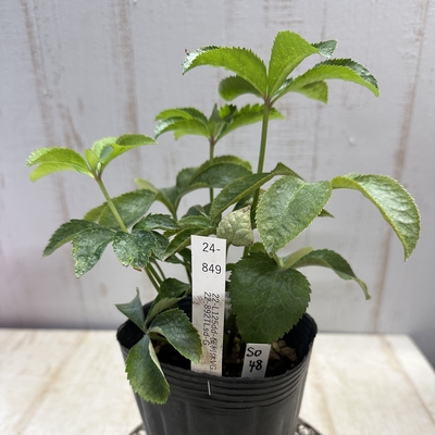 最新交配タグ苗）♂22-892TLsd-G&times;♀22-L125dd-桜利休VG【So48】　24-849