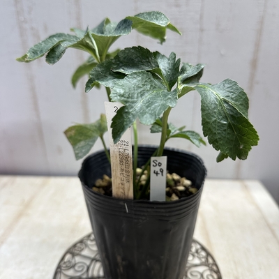 最新交配タグ苗）♂21-L229dd-糸ピコリップ&times;♀21-L?Gdd白金利休【So49】　24-L154