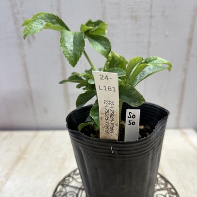 最新交配タグ苗）♂22-L25dd-内利休&times;♀22-L258dd-利休A【So50】　24-L161