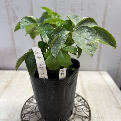 最新交配タグ苗）♂22-892TLsd-G&times;♀19-100sd濃利休【So51】　24-864