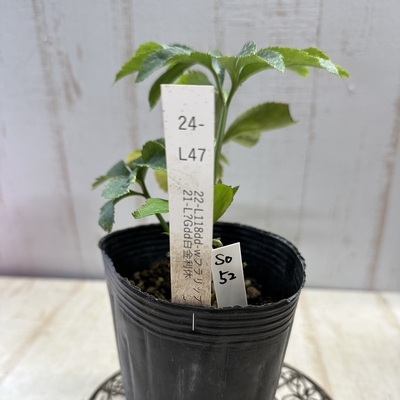 最新交配タグ苗）♂21-L?Gdd白金利休&times;♀22-L118dd-wフラリップ【So52】　24-L47