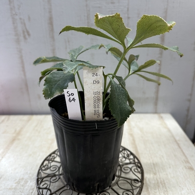 最新交配タグ苗）♂22-D30Ddd-WG&times;♀22-D20Ddd-paVG【So64】 24-D9