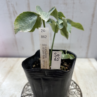 最新交配タグ苗）♂21-871dd-利休（G&times;sdL）&times;♀22-L41sd利休【So65】24-862