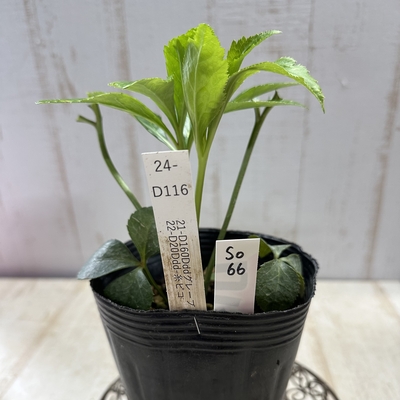 最新交配タグ苗）♂22-D20Ddd-糸ピコ&times;♀21-D160Dddグレープ【So66】24-D116