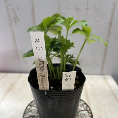 最新交配タグ苗）♂22-T141Tdd-糸ピコ整形VG10&times;♀21-P12Tdd太ピコ【So67】24-T34