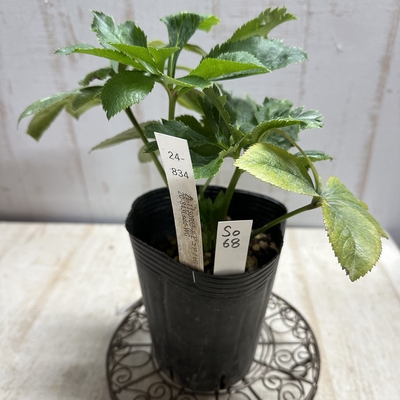 最新交配タグ苗）♂20-843Lsdd-WG&times;♀21-T130Tdd-糸ピコア7VG【So68】24-834