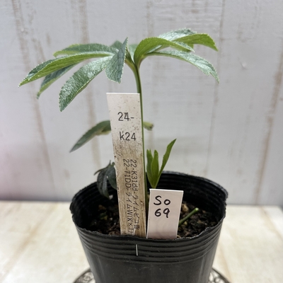 最新交配タグ苗）♂22-71DD-ライムW（𝐊&times;T）&times;♀22-K31dd-ライムピコ香【So69】24-k24