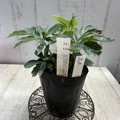 最新交配タグ苗）♂22-71DD-ライムW（𝐊&times;T）&times;♀22-K31dd-ライムピコ香【So70】24-k24