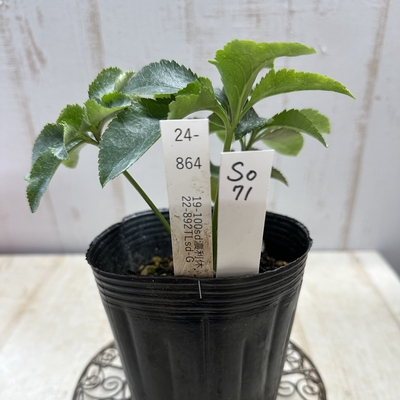 最新交配タグ苗）♂22-892TLsd-G&times;♀19-100sd 濃利休【So71】24-864