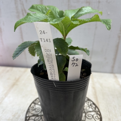 最新交配タグ苗）♂21-P12Tddグラデピコ超多弁&times;♀21-T117Tdd-REVグラデベイン【So72】24-T141