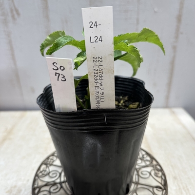 最新交配タグ苗）♂22-L232dd-日の丸利休&times;♀22-L47dd-wフラ（L）【So73】24-L24