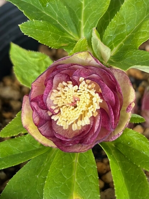 ddイルミリオンピコティ&times;ddメロンゴールド【ka14】