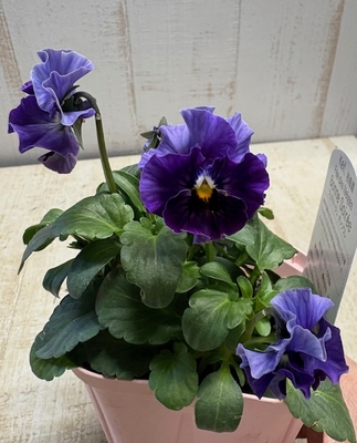 ●フェデネージュボンソワレ２株セット　211