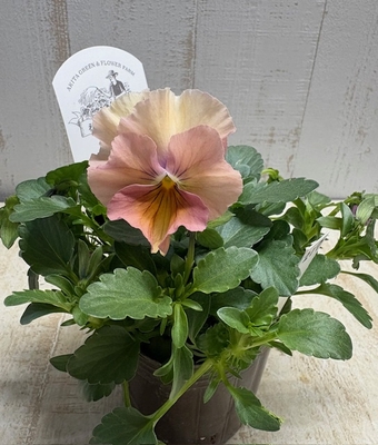 ●秋田緑花農園　華もみじ２株セット　217