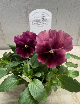 ●秋田緑花農園　華もみじ２株セット　218