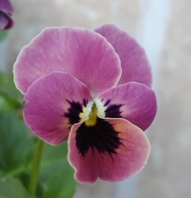 ●ディープピンクコアラ２株セット　220