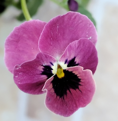 ●ディープピンクコアラ２株セット　221