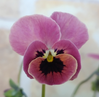 ●ディープピンクコアラ２株セット　224