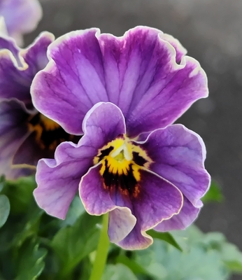 わ*び様 ビオラパンジー　パルプンテ　1苗 パルプンテ【2株セット】D | グリーンホビー