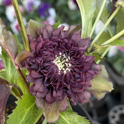 ダーククレオパトラ【Hi28】