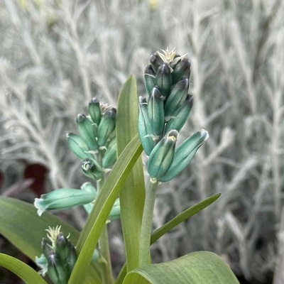 ラケナリア　ヴィリディフローラ　３本立ち