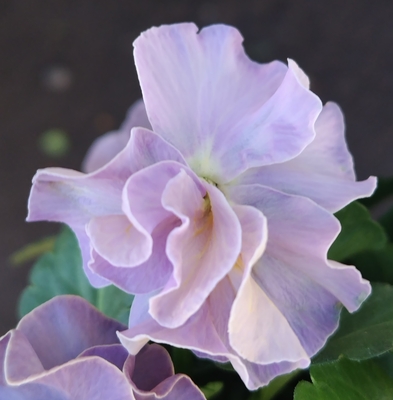 ●ドラキュラ、ローランサングレー　230