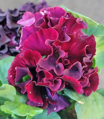 ●赤ドラキュラ、ローランサングレー　231