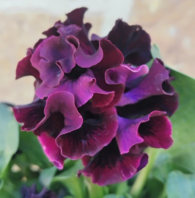 ●赤ドラキュラ、ローランサングレー　232