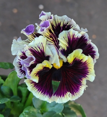 ●ドラキュラ、ラピスラズリ　233