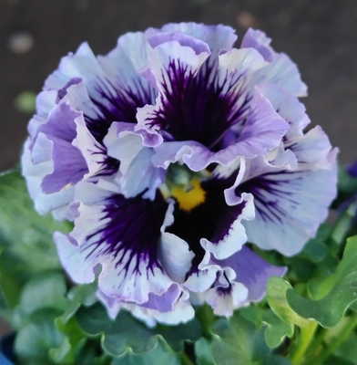 ●ドラキュラ、ラピスラズリ　234