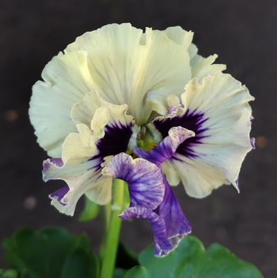 ●ザイジン&times;2点　236